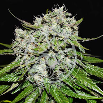 Neville's Rose Auto (Delicious Seeds) feminizada