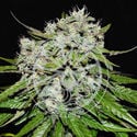 Neville's Rose Auto (Delicious Seeds) feminizada