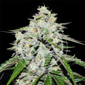 Space Cookies Auto (Delicious Seeds) feminizada