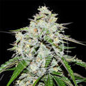 Space Cookies Auto (Delicious Seeds) feminizada