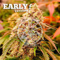 Sunday Punch Early Version (Delicious Seeds) feminizada