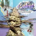 CaliFunk (T.H.Seeds) feminizada
