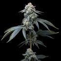 Jealousy (Barney's Farm) feminizada
