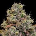 Chaos Cake (Anesia Seeds) feminizada