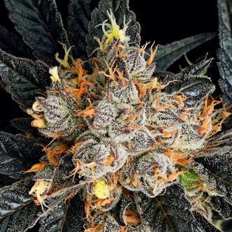 Aura (Anesia Seeds) feminizada