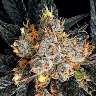 Aura (Anesia Seeds) feminizada