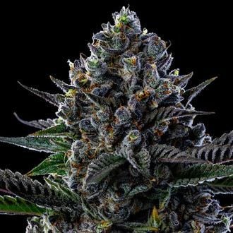 First Lady (Anesia Seeds) feminizada