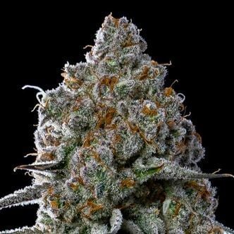 Fryday Boof (Anesia Seeds) feminizada