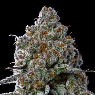 Fryday Boof (Anesia Seeds) feminizada