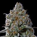 Fryday Boof (Anesia Seeds) feminizada