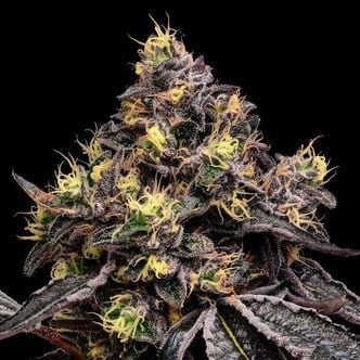 Glowberry Rush (Anesia Seeds) feminizada