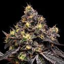 Glowberry Rush (Anesia Seeds) feminizada