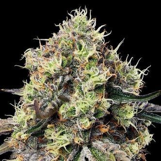 Roswell Code (Anesia Seeds) feminizada