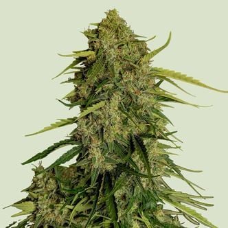 Atlas F1 Auto (Royal Queen Seeds) feminizada