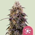 Sticky Queen (Royal Queen Seeds) feminizada