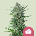 Purple Punch (Royal Queen Seeds) feminizada