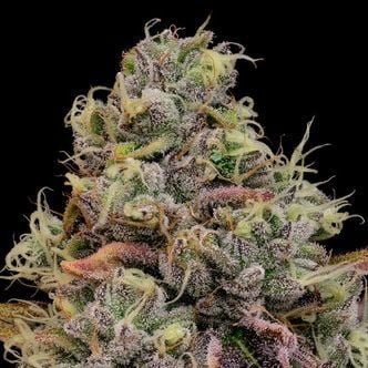 Chaos Cake Auto (Anesia Seeds) feminizada