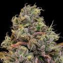 Chaos Cake Auto (Anesia Seeds) feminizada