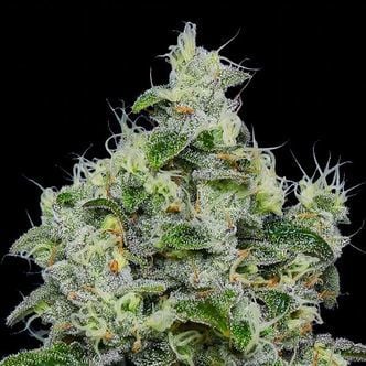 Dankberry Auto (Anesia Seeds) feminizada