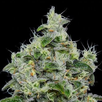 Dankberry Auto (Anesia Seeds) feminizada