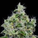 Dankberry Auto (Anesia Seeds) feminizada