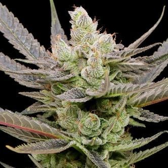 Glowberry Rush Auto (Anesia Seeds) feminizada