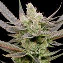Glowberry Rush Auto (Anesia Seeds) feminizada