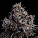 Grape Pop Rocks Auto (Anesia Seeds) feminizada