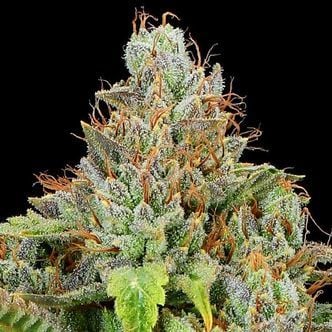 Sticky Boof Auto (Anesia Seeds) feminizada