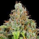 Sticky Boof Auto (Anesia Seeds) feminizada