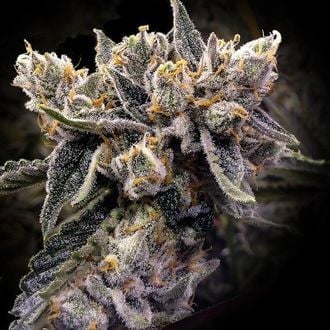 Bruised Banana (DNA Genetics) feminizada