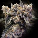 Bruised Banana (DNA Genetics) feminizada