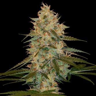Chocolope Kush (DNA Genetics) feminizada