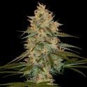 Chocolope Kush (DNA Genetics) feminizada