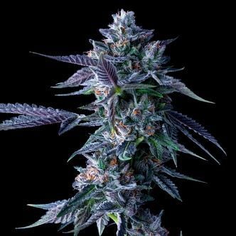 Chocolope (DNA Genetics) feminizada