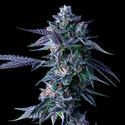 Chocolope (DNA Genetics) feminizada