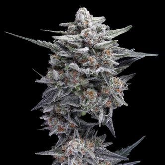 HG23 AKA Michael Jordan (DNA Genetics) feminizada