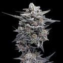 HG23 AKA Michael Jordan (DNA Genetics) feminizada