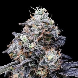 MACmelon Auto (DNA Genetics) feminizada