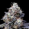 MACmelon Auto (DNA Genetics) feminizada