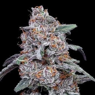 Purple People Eater Auto (DNA Genetics) feminizada