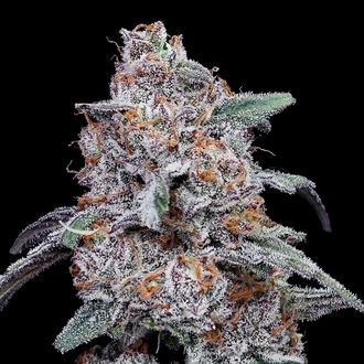Purple People Eater Auto (DNA Genetics) feminizada