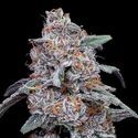 Purple People Eater Auto (DNA Genetics) feminizada