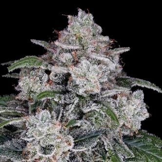 Return of the MAC Auto (DNA Genetics) feminizada