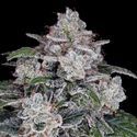 Return of the MAC Auto (DNA Genetics) feminizada