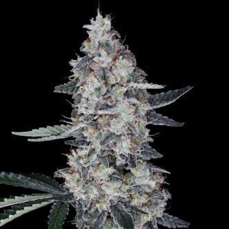 Watermelon Man Auto (DNA Genetics) feminizada