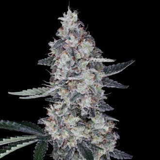 Watermelon Man Auto (DNA Genetics) feminizada