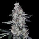 Watermelon Man Auto (DNA Genetics) feminizada