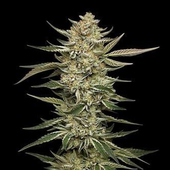 OG Triploid (Humboldt Seed Company) feminizada
