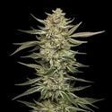 OG Triploid (Humboldt Seed Company) feminizada